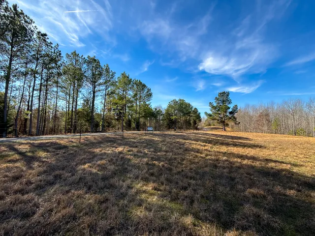 a view of backyard with tree