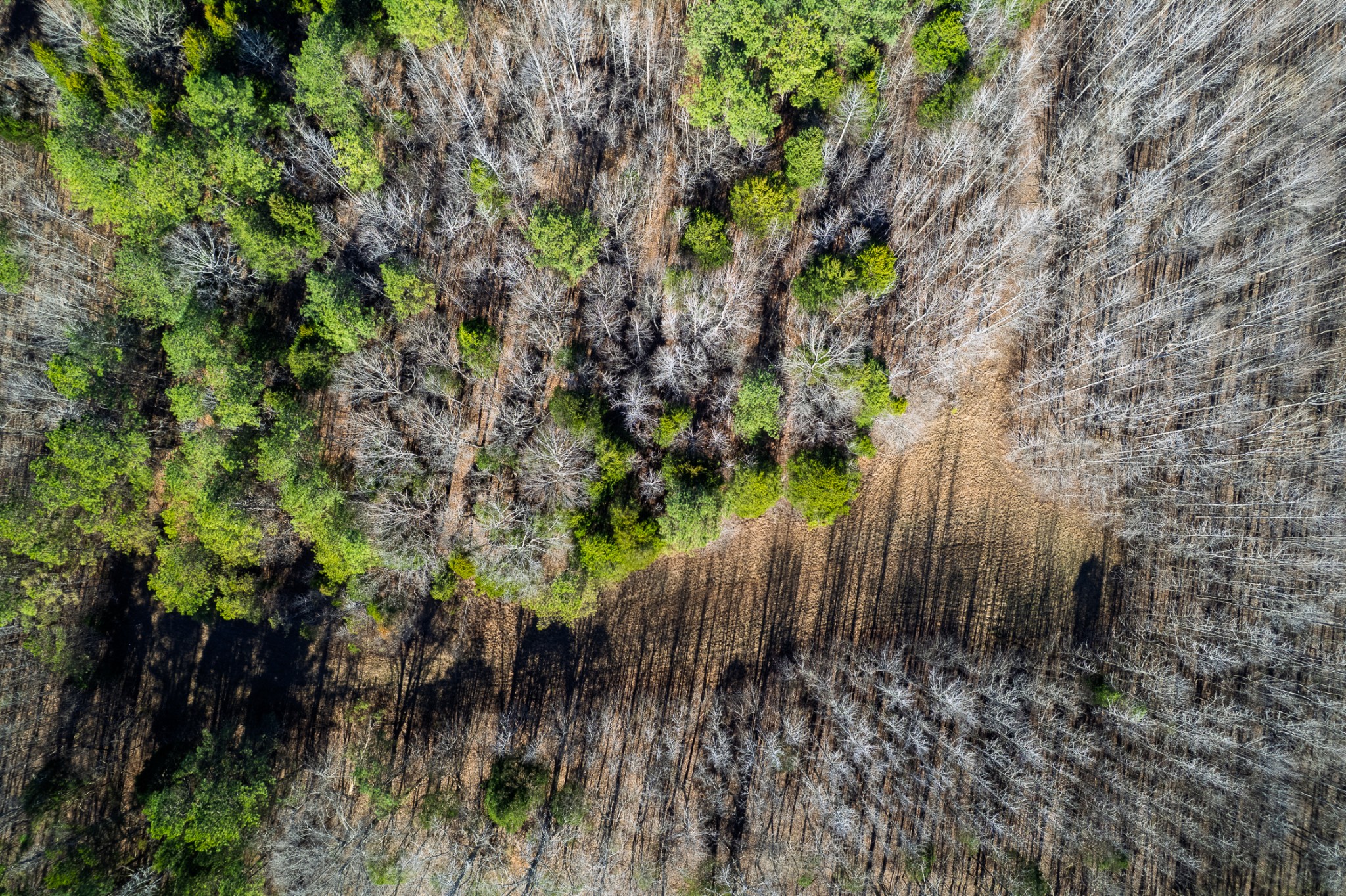 935 Pearson Road Cedar Grove, TN 38321 - Photo 15 of 46