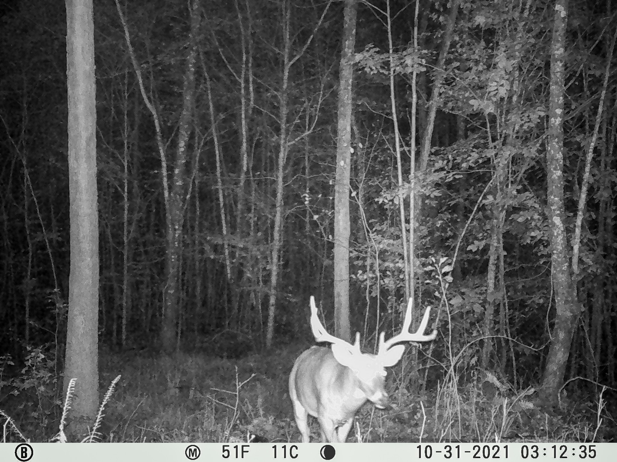 935 Pearson Road Cedar Grove, TN 38321 - Photo 25 of 46