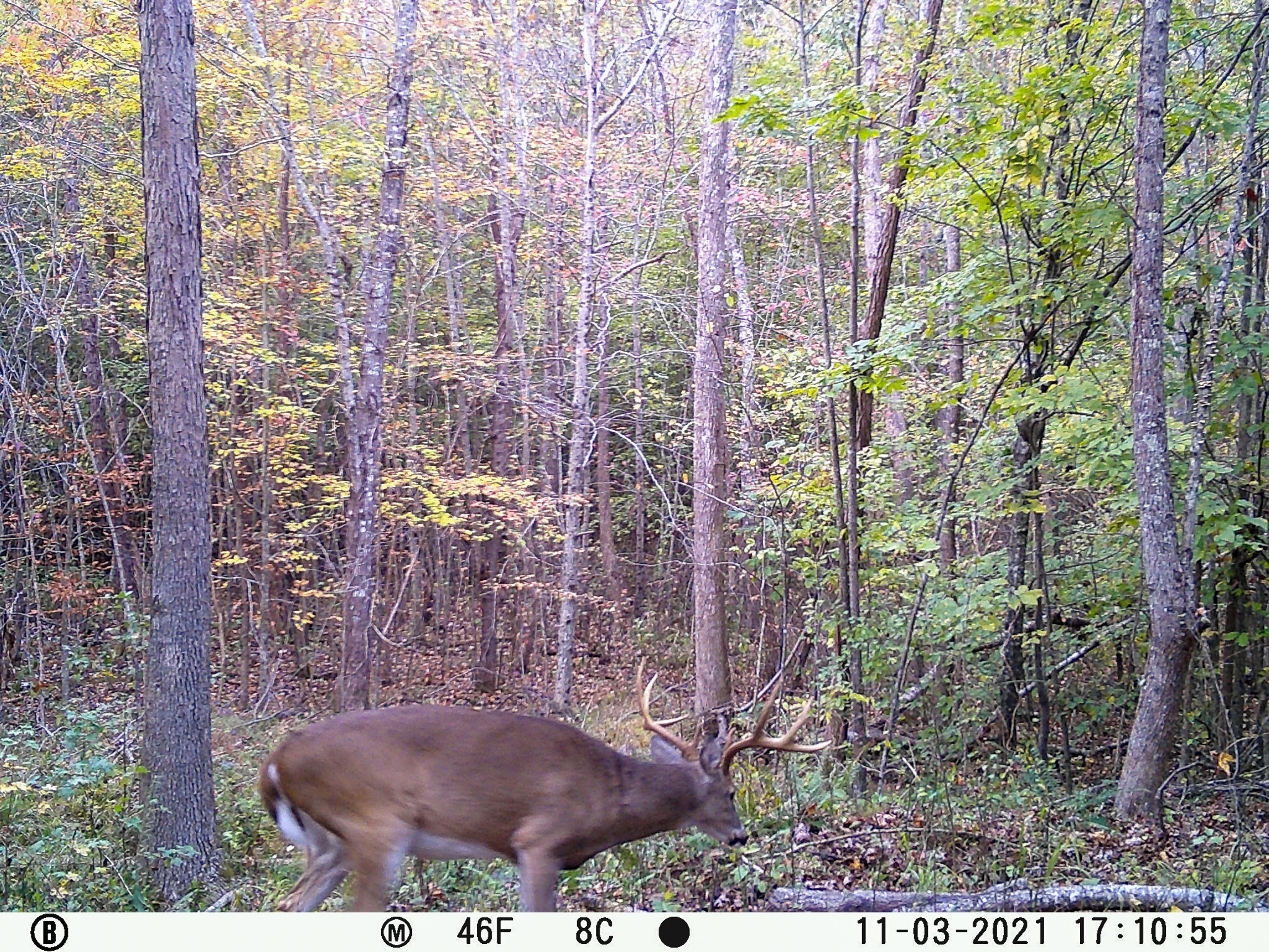 935 Pearson Road Cedar Grove, TN 38321 - Photo 26 of 46