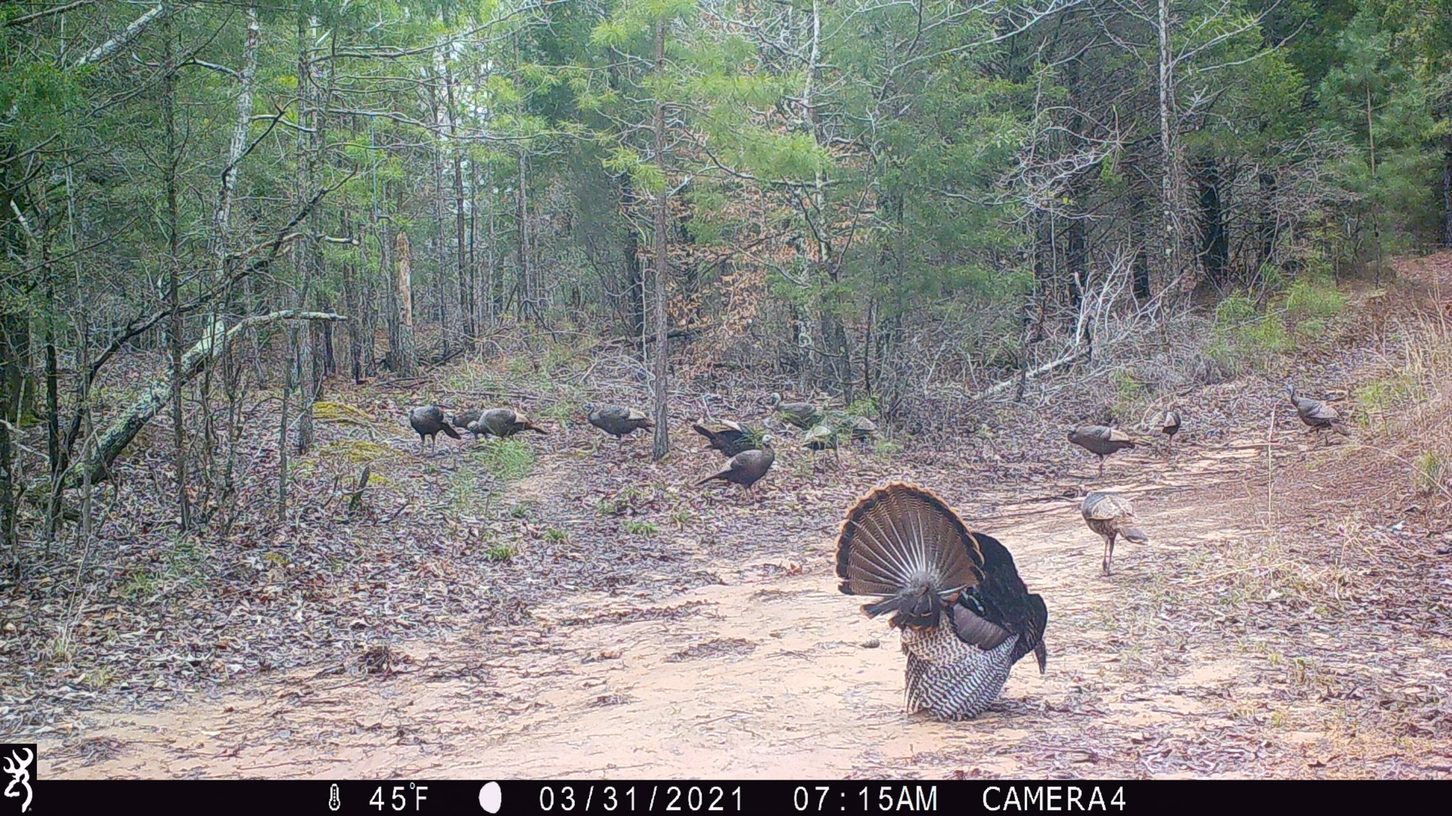 935 Pearson Road Cedar Grove, TN 38321 - Photo 27 of 46