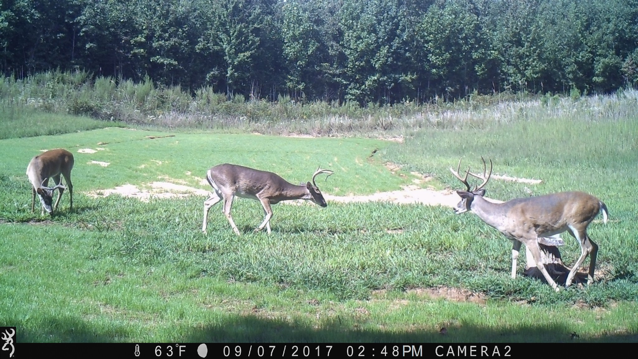 935 Pearson Road Cedar Grove, TN 38321 - Photo 28 of 46