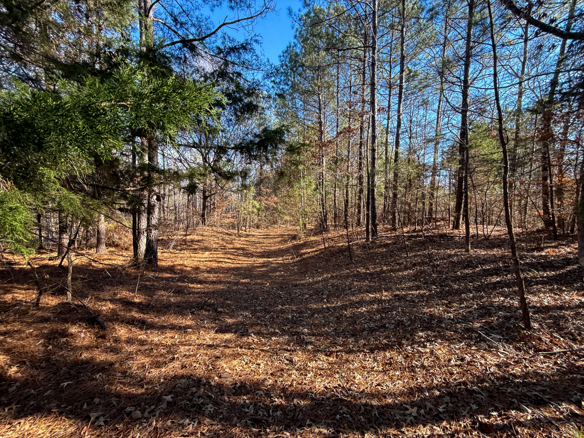 935 Pearson Road Cedar Grove, TN 38321 - Photo 3 of 46