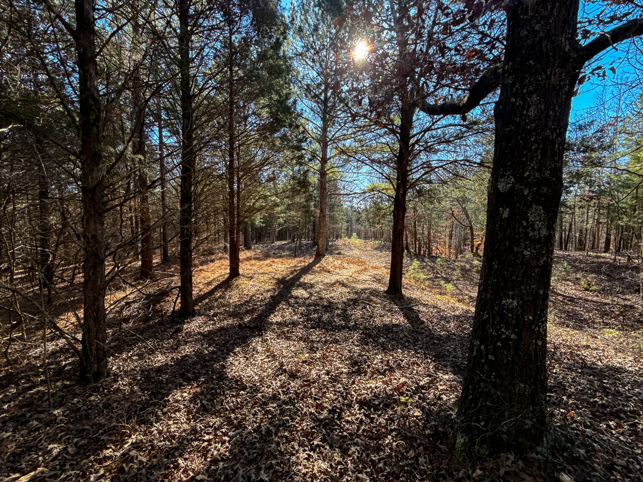 935 Pearson Road Cedar Grove, TN 38321 - Photo 31 of 46