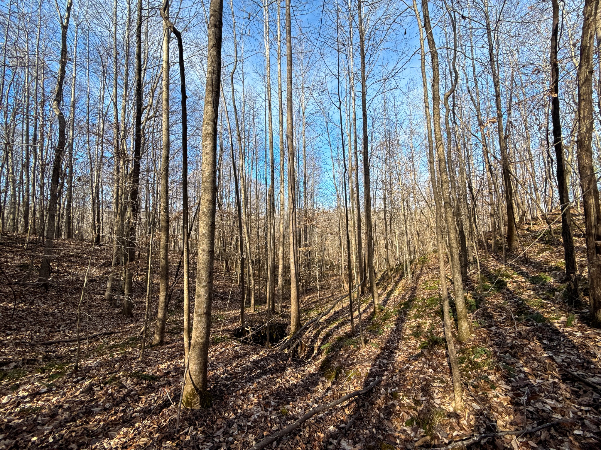 935 Pearson Road Cedar Grove, TN 38321 - Photo 32 of 46