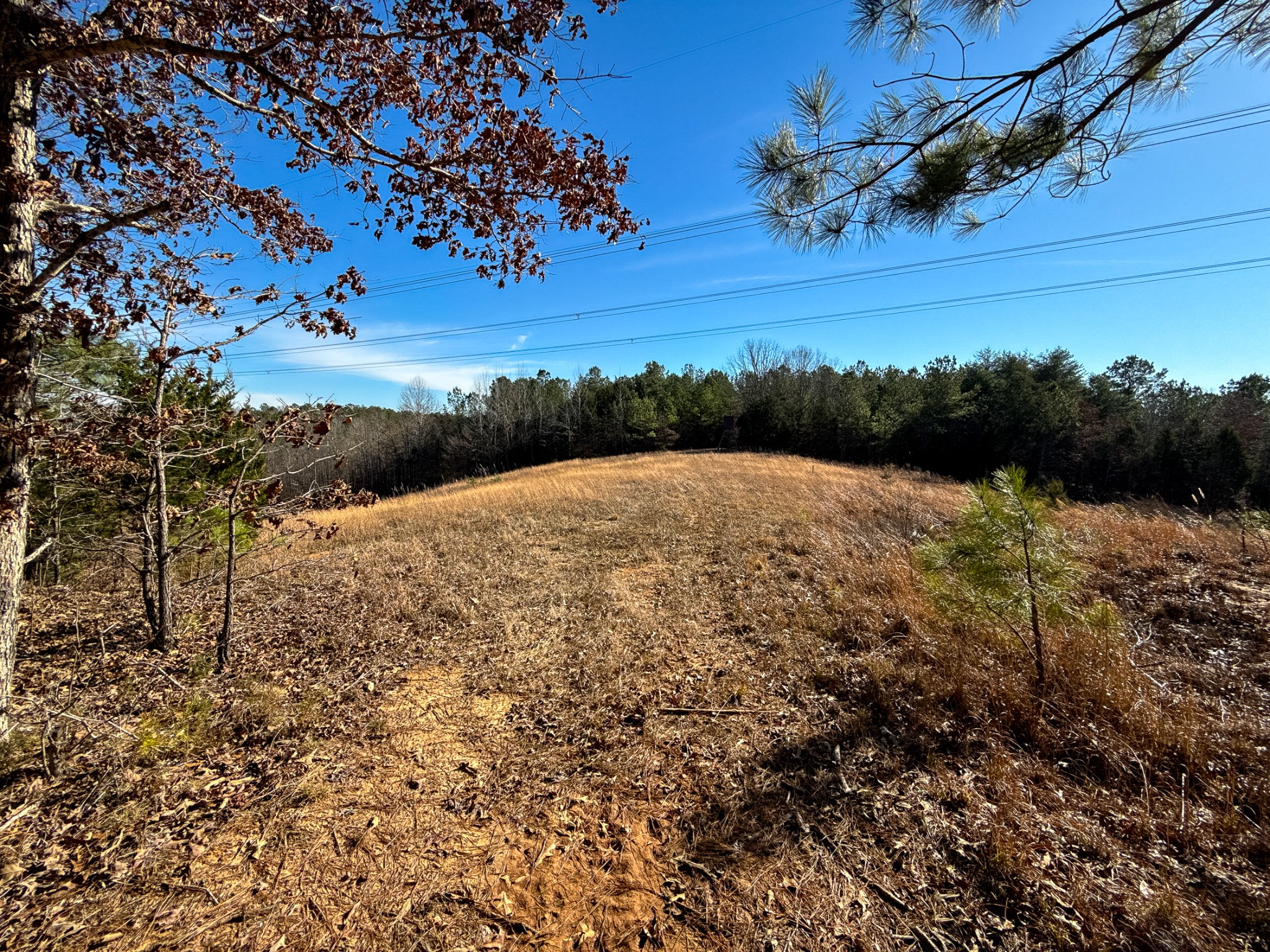 935 Pearson Road Cedar Grove, TN 38321 - Photo 33 of 46