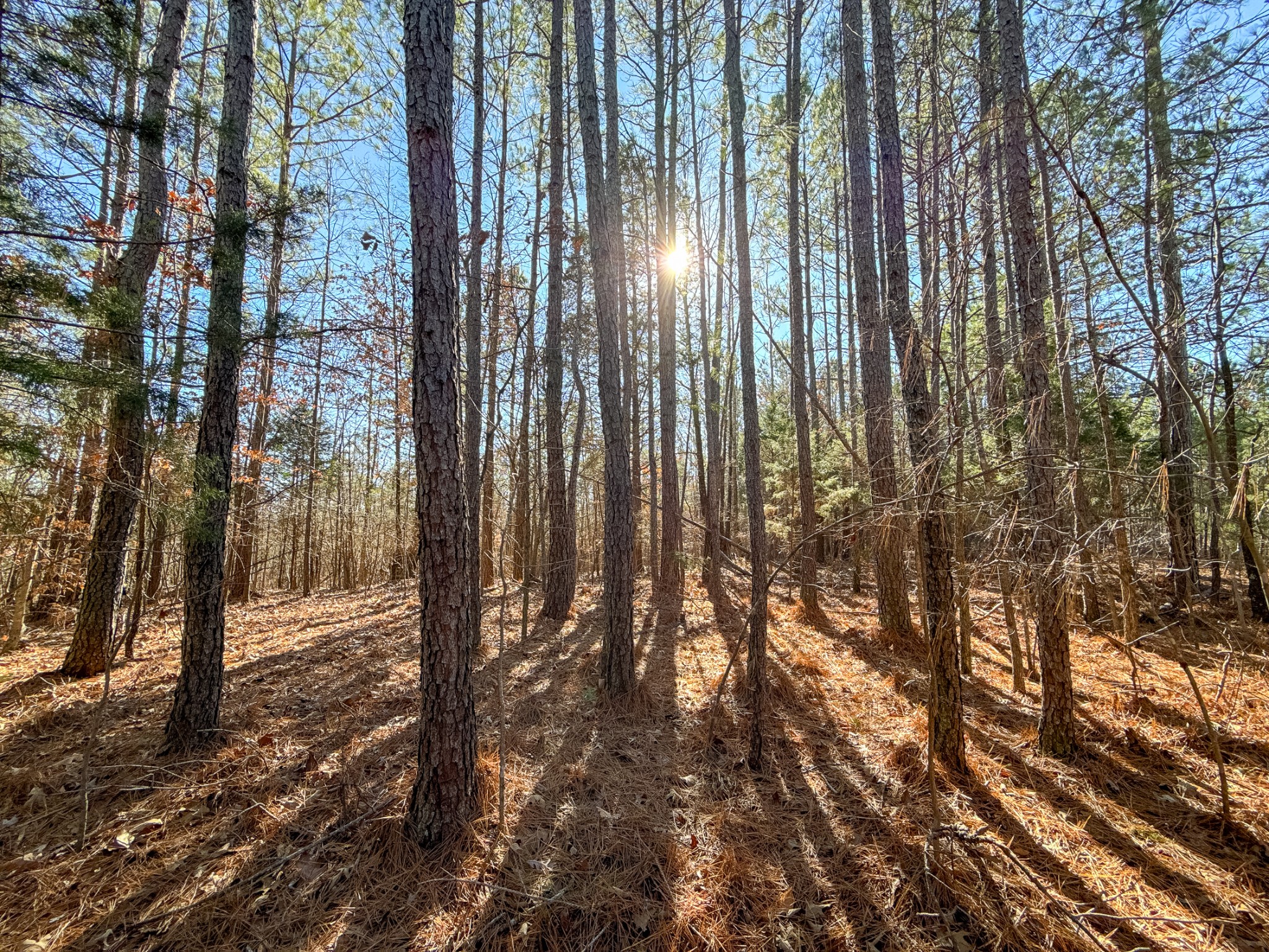 935 Pearson Road Cedar Grove, TN 38321 - Photo 34 of 46