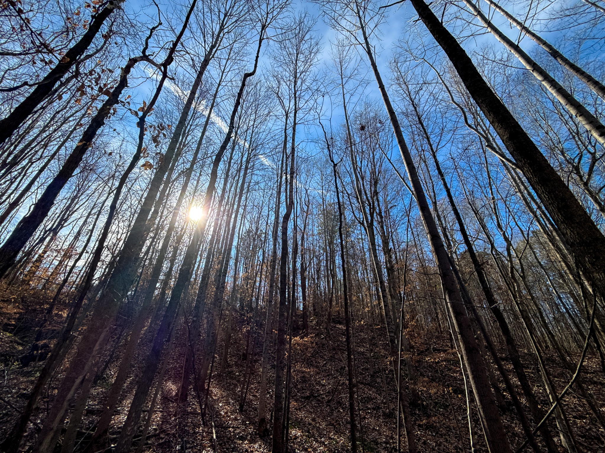 935 Pearson Road Cedar Grove, TN 38321 - Photo 43 of 46