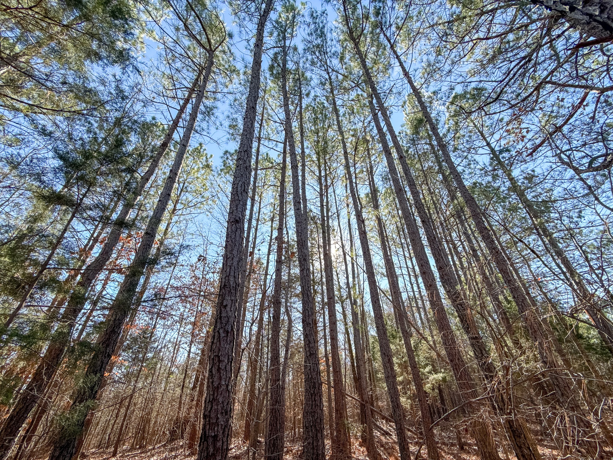 935 Pearson Road Cedar Grove, TN 38321 - Photo 45 of 46