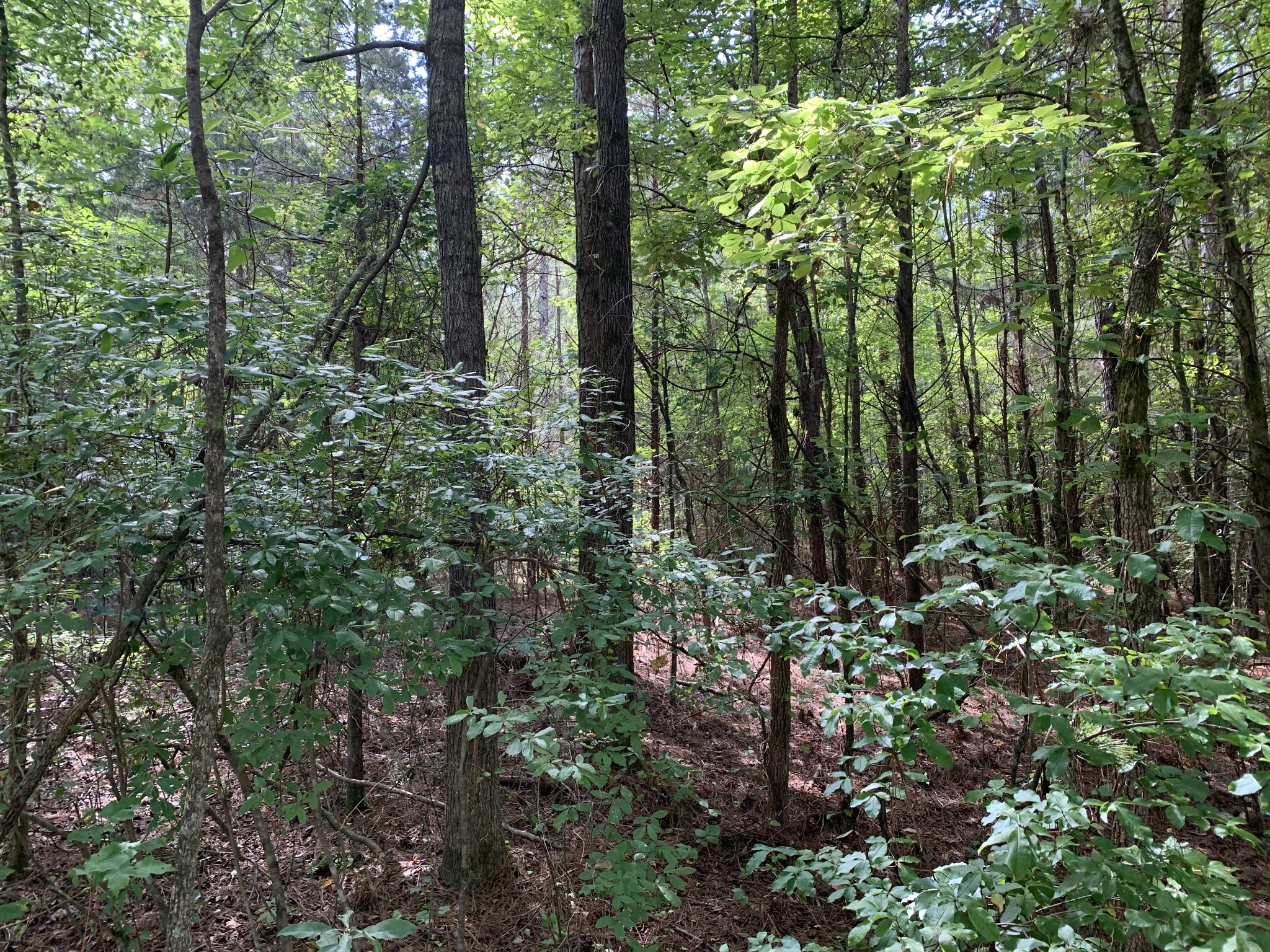 0 Fritton Spur Road Middleton, TN 38052 - Photo 1 of 23 Gallery Image 1