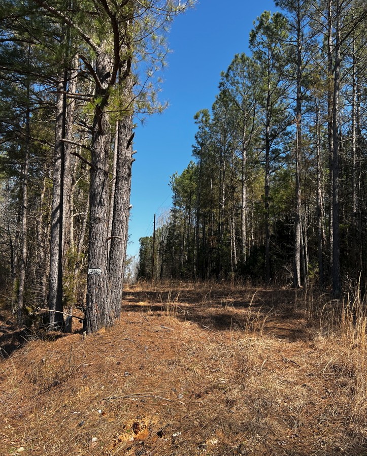 0 Fritton Spur Road Middleton, TN 38052 - Photo 22 of 23 Gallery Image 22