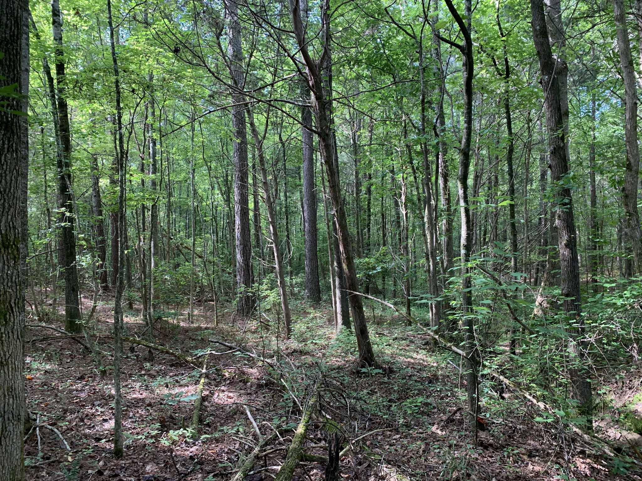 0 Fritton Spur Road Middleton, TN 38052 - Photo 3 of 23 Gallery Image 3