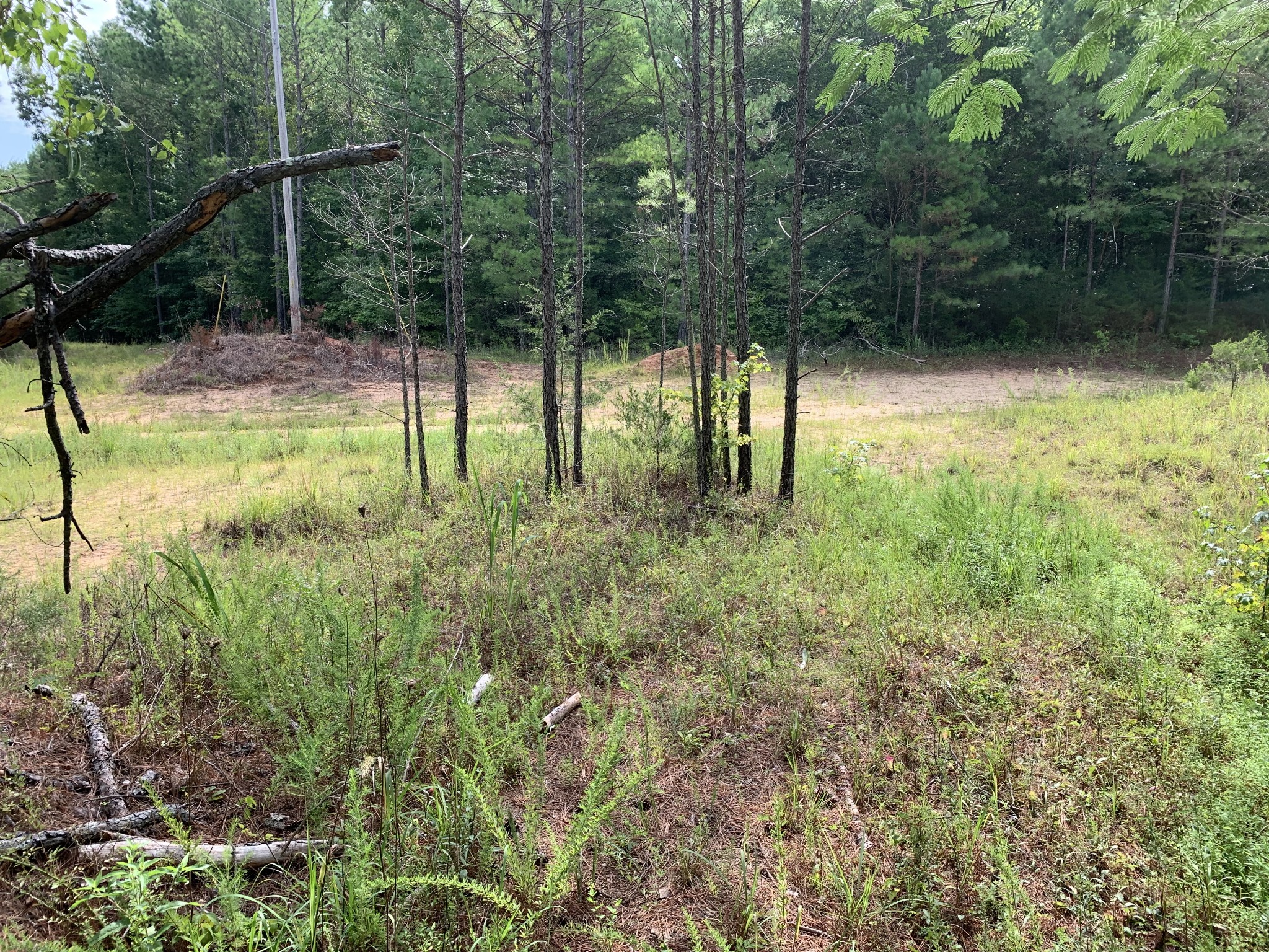 0 Fritton Spur Road Middleton, TN 38052 - Photo 5 of 23 Gallery Image 5