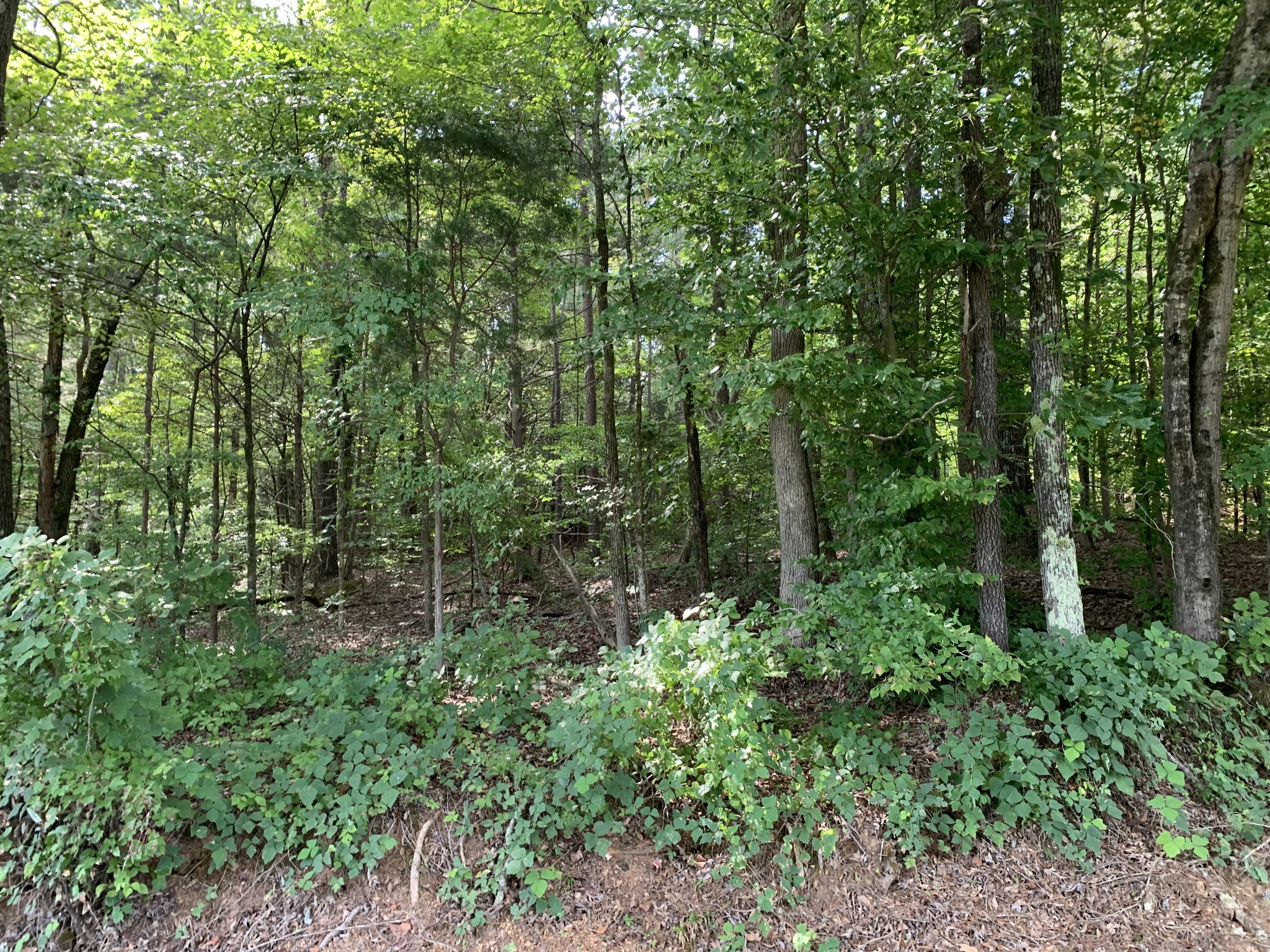 0 Fritton Spur Road Middleton, TN 38052 - Photo 7 of 23 Gallery Image 7