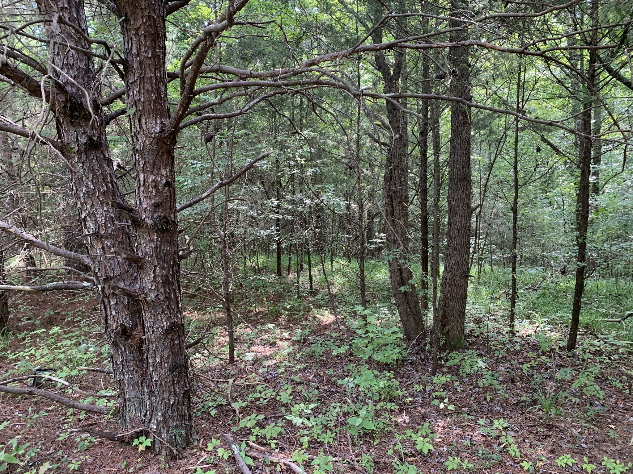 0 Fritton Spur Road Middleton, TN 38052 - Photo 9 of 23 Gallery Image 9