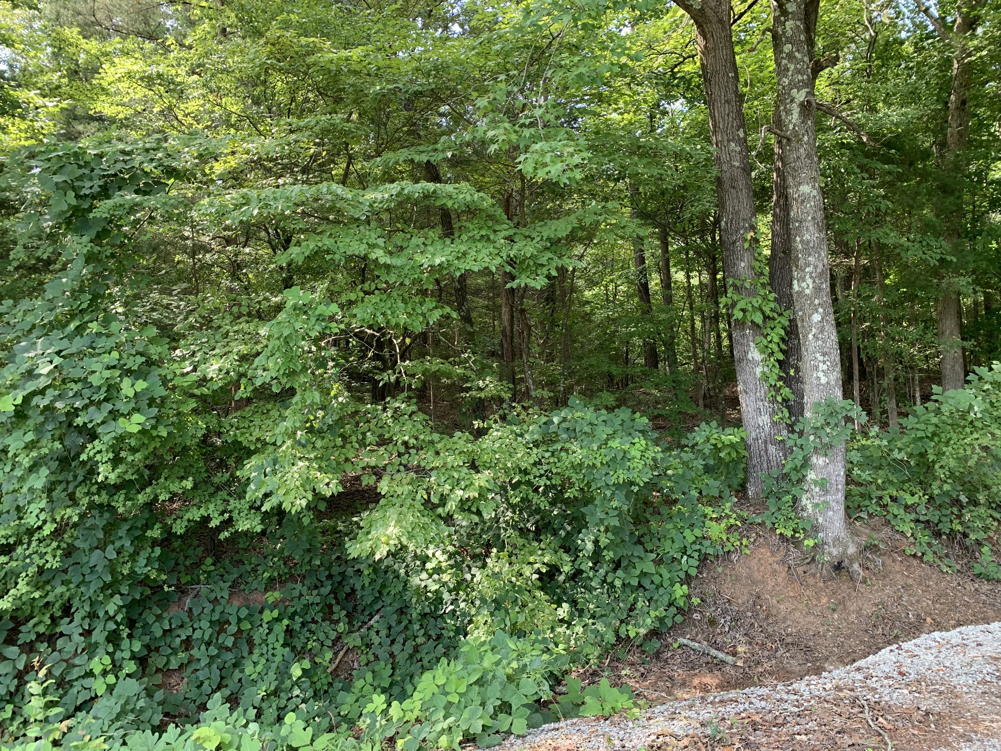 0 Fritton Spur Road Middleton, TN 38052 - Photo 10 of 23 Gallery Image 10