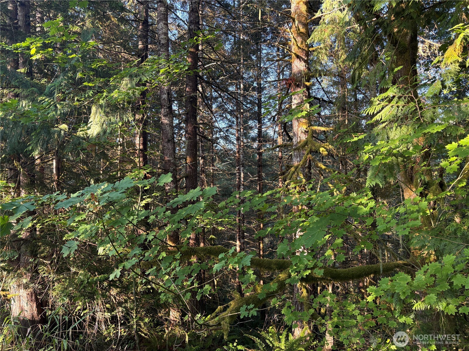 -nka Frank Smith Road Toutle, WA 98649 - Photo 19 of 19 Gallery Image 19