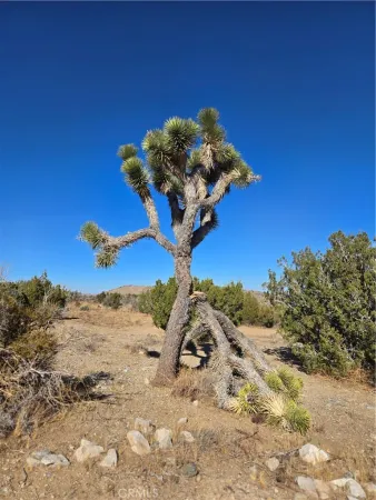 a picture of tree