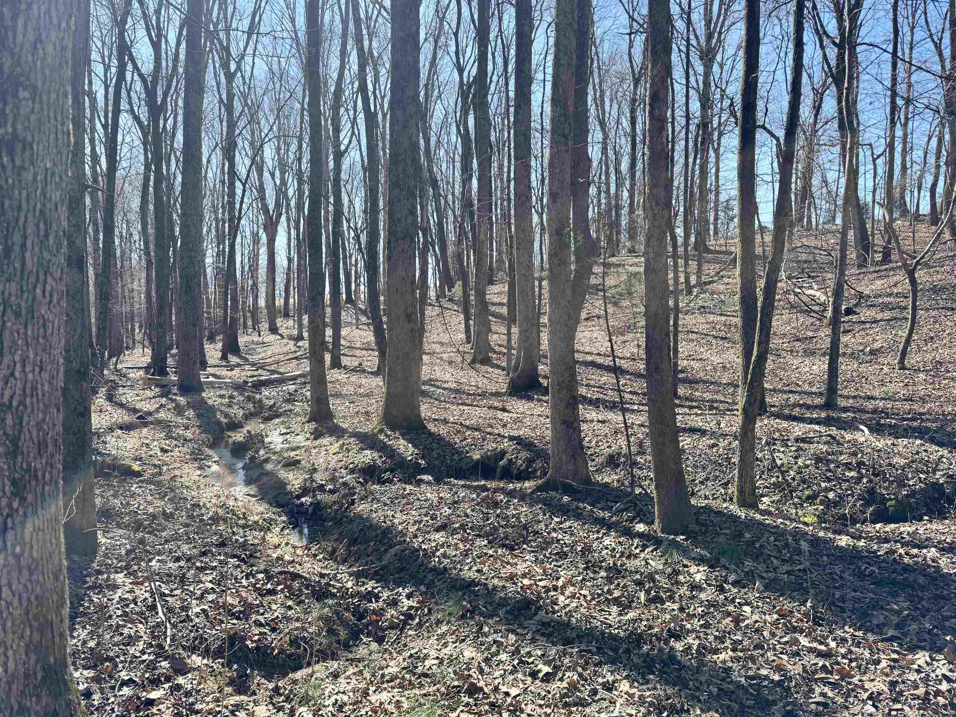 15-acres Monk House Road Somerville, TN 38068 - Photo 11 of 19