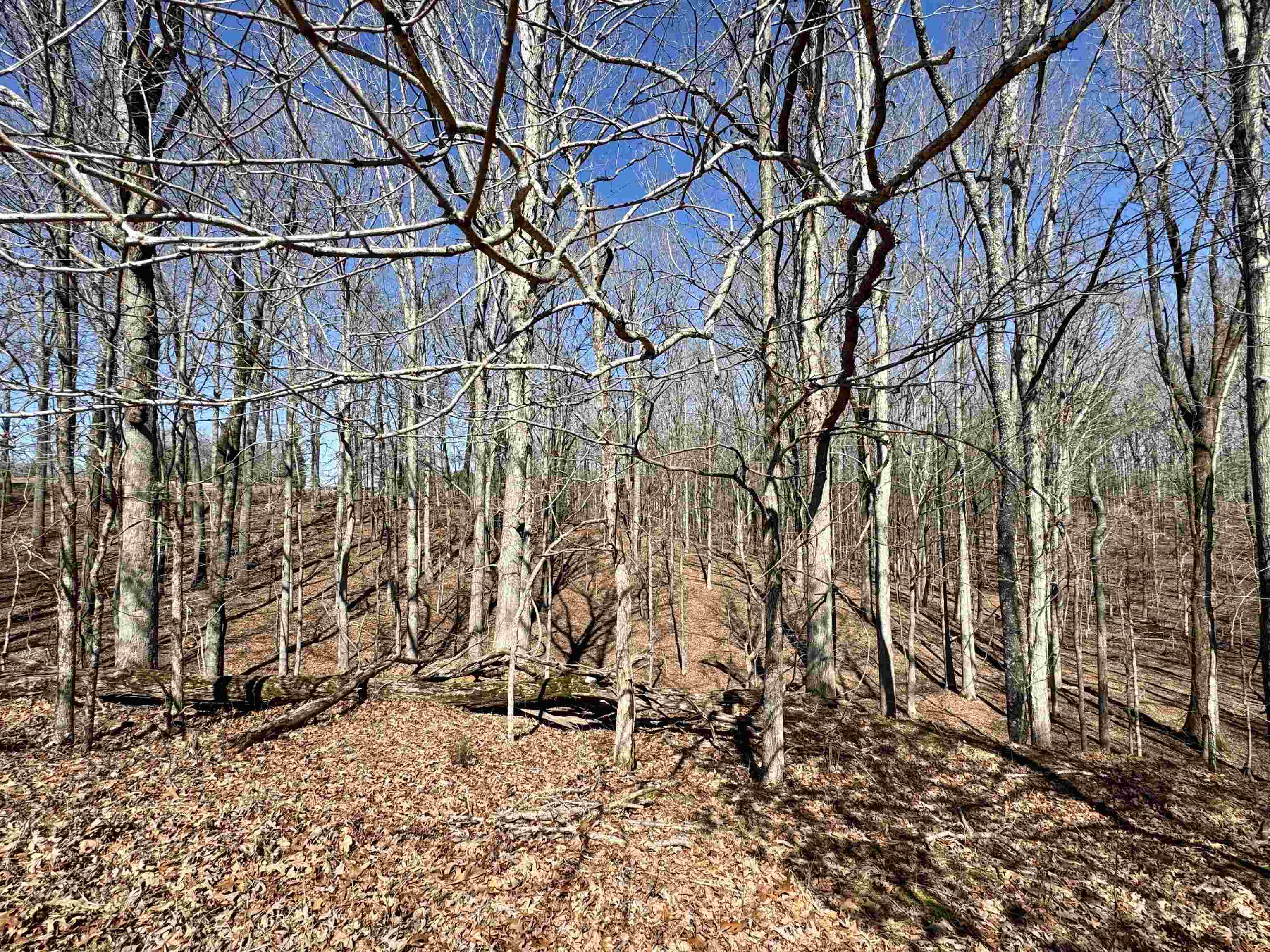 15-acres Monk House Road Somerville, TN 38068 - Photo 12 of 19 a backyard of a house with lots of green space