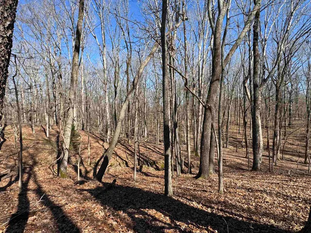 a view of a yard with large tree