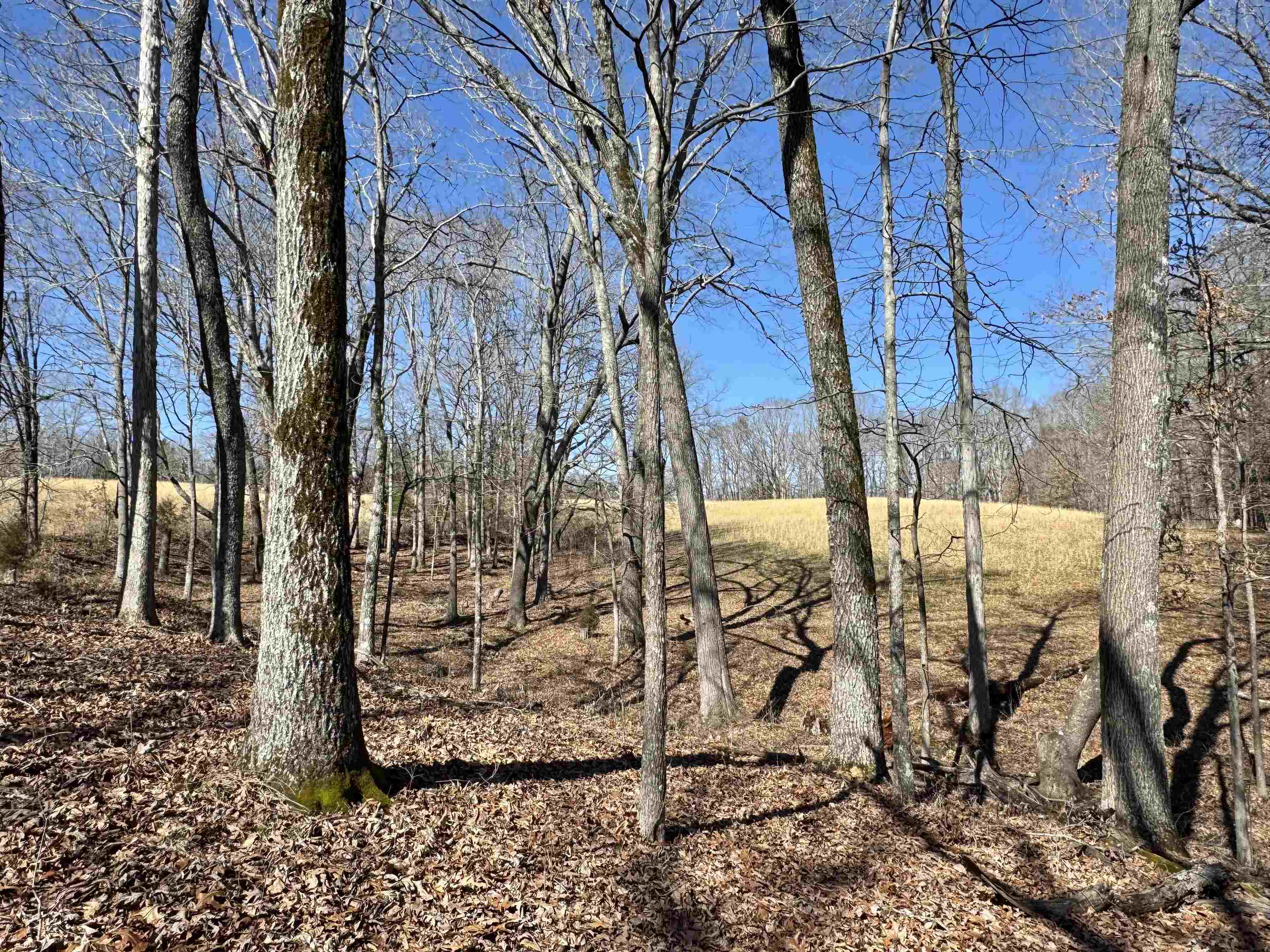 15-acres Monk House Road Somerville, TN 38068 - Photo 14 of 19 a view of a yard with large tree