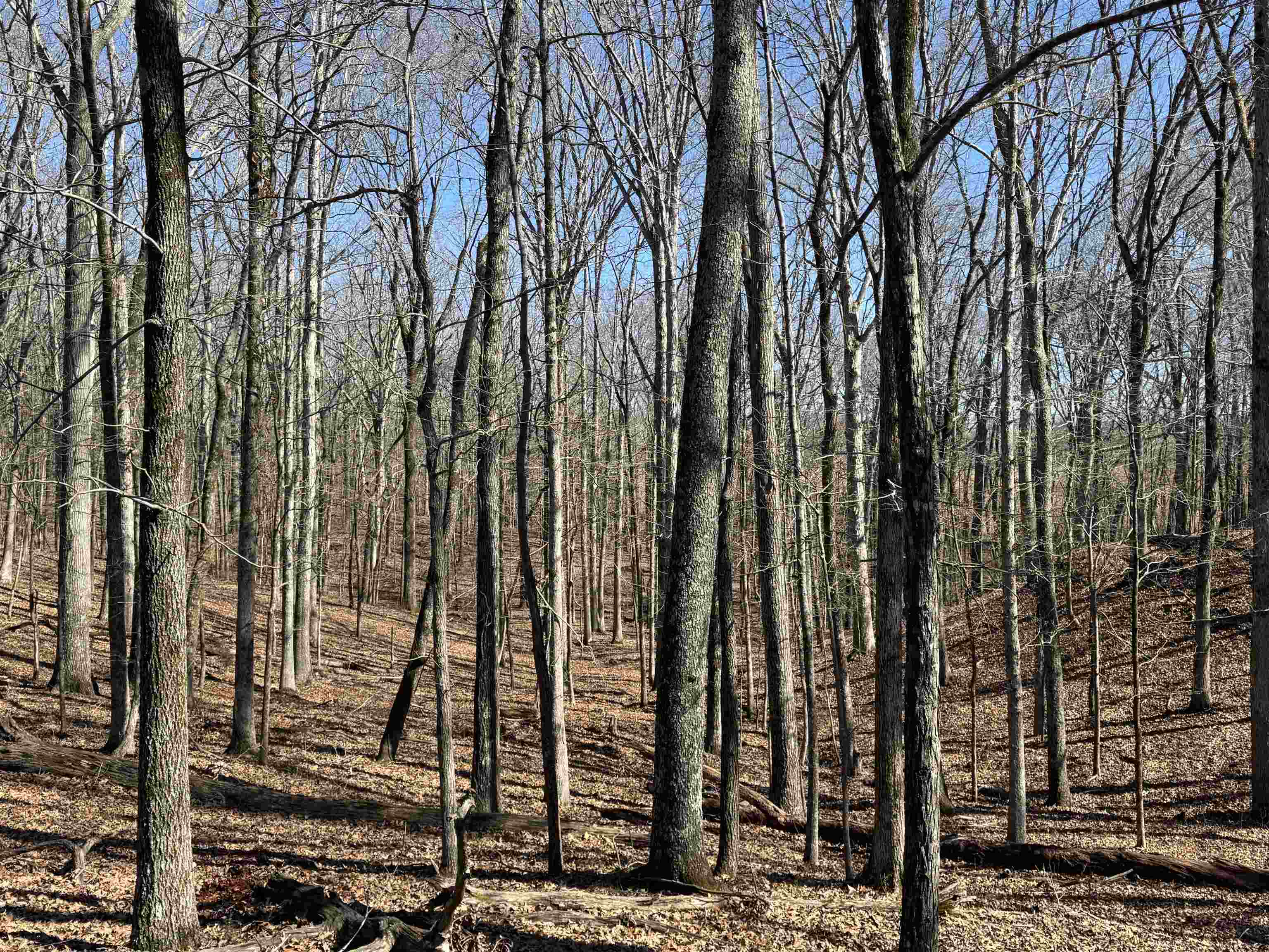 15-acres Monk House Road Somerville, TN 38068 - Photo 15 of 19