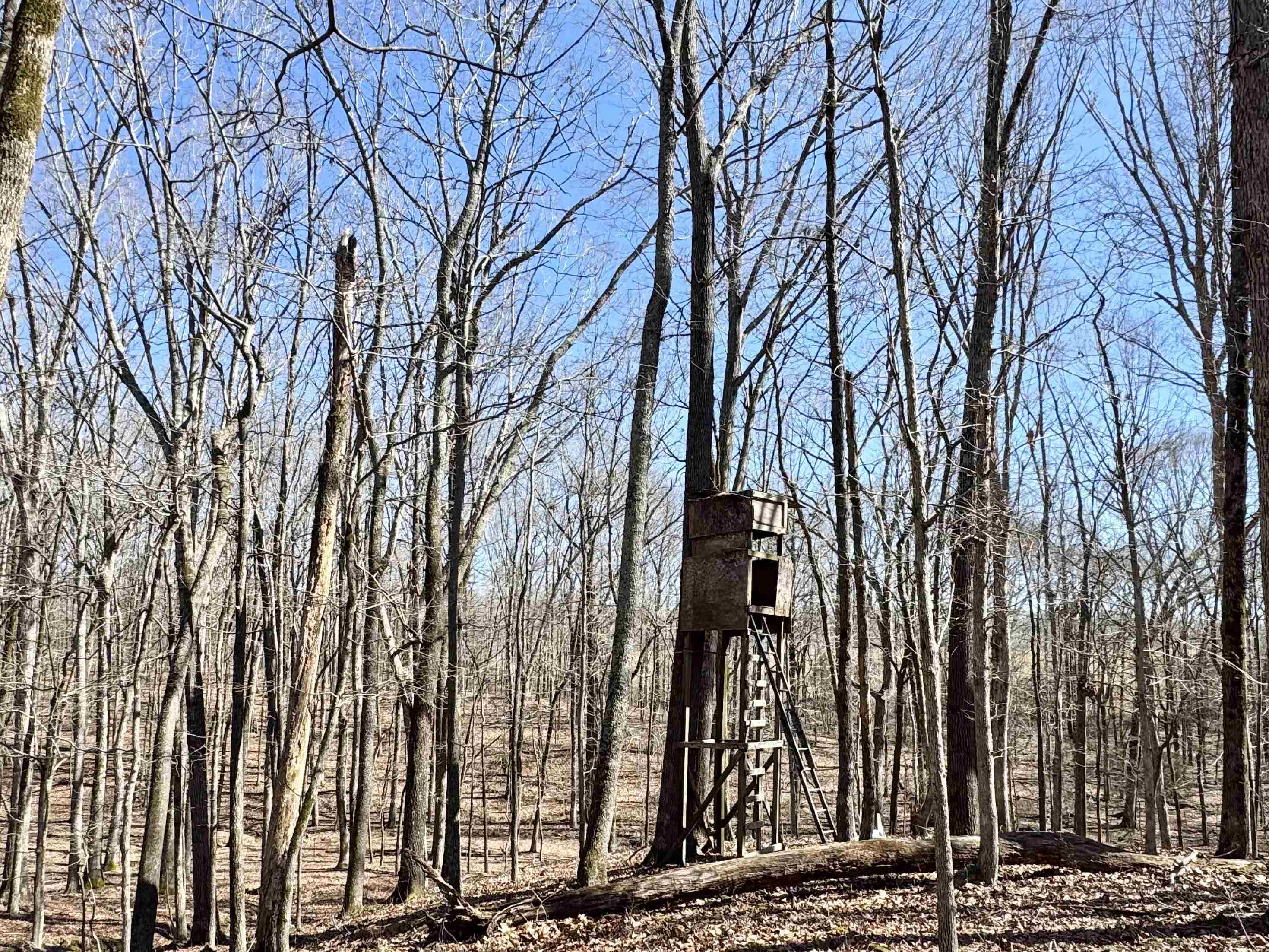 15-acres Monk House Road Somerville, TN 38068 - Photo 16 of 19 a view of a building with a trees