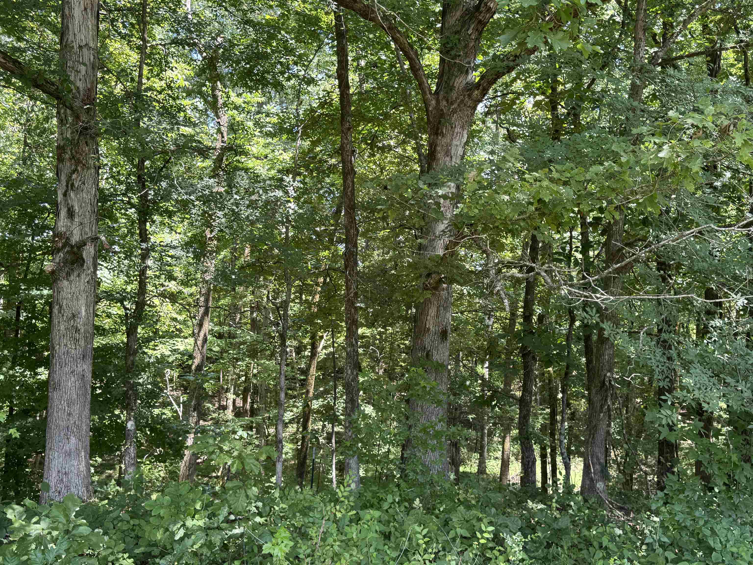 15-acres Monk House Road Somerville, TN 38068 - Photo 8 of 19 a view of a lush green forest