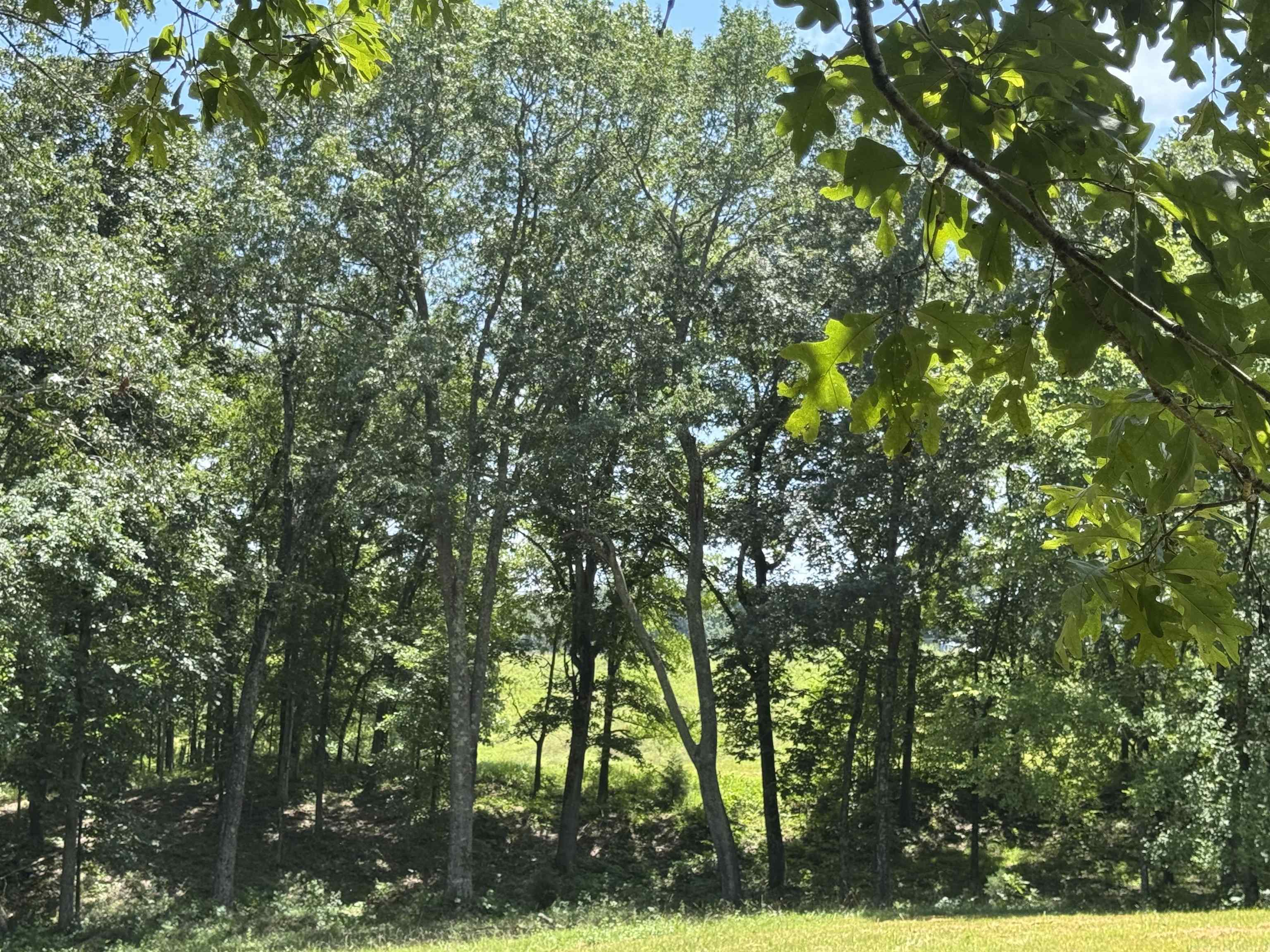 15-acres Monk House Road Somerville, TN 38068 - Photo 10 of 19 a view of tree