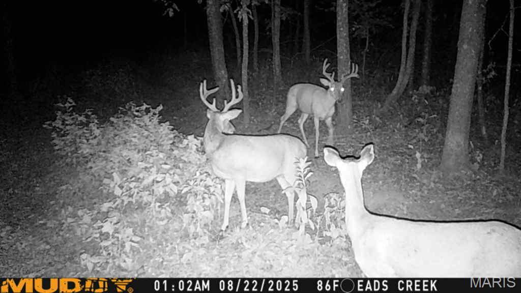 5754 Wayne 421 Mill Spring Mill Spring, MO 63952 - Photo 53 of 56