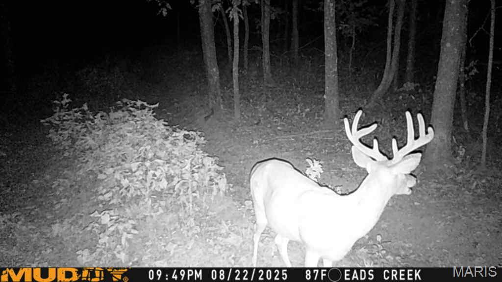 5754 Wayne 421 Mill Spring Mill Spring, MO 63952 - Photo 54 of 56