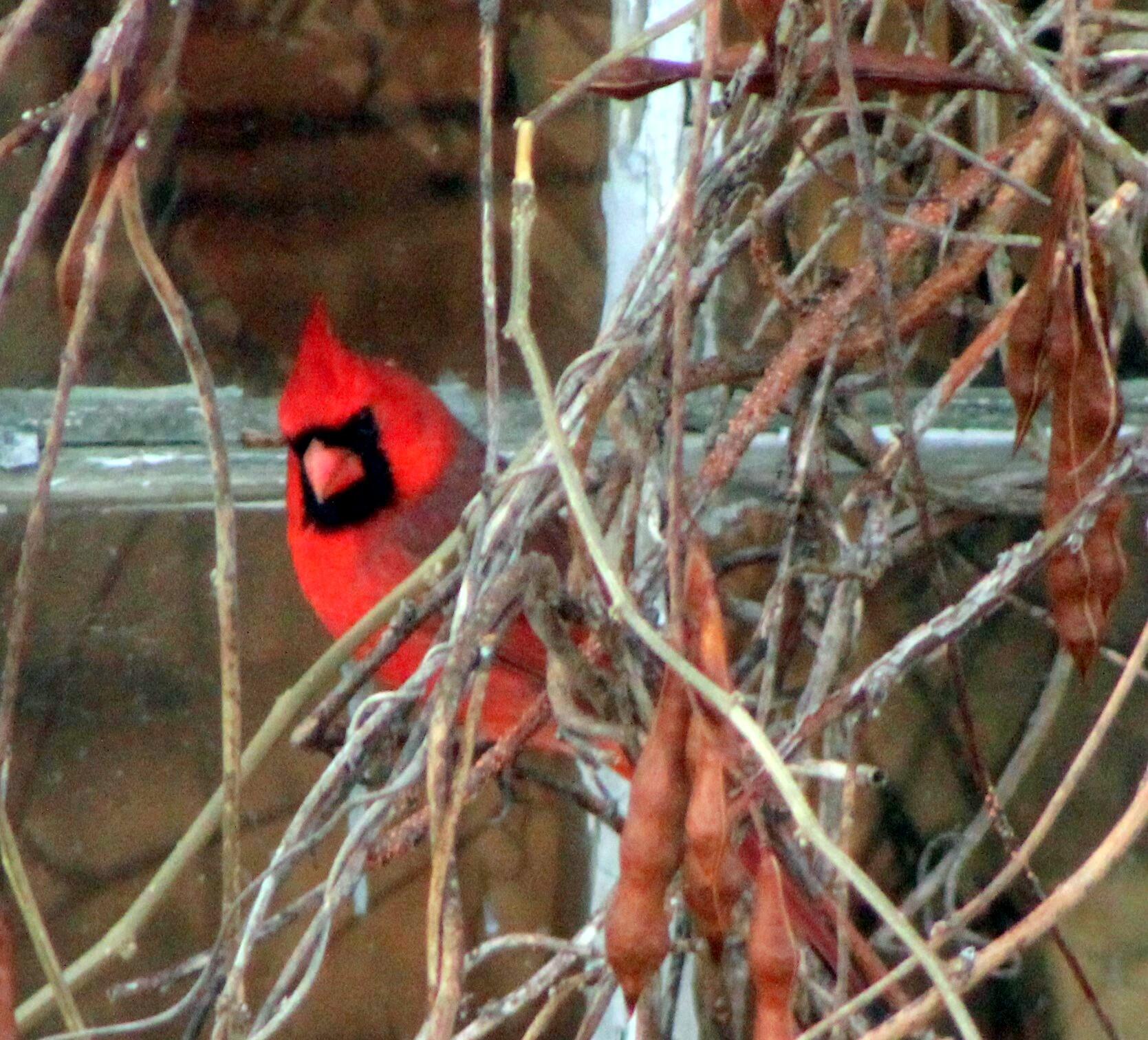1242 Clinton Avenue Waterville, ME 04901 - Photo 53 of 69 Wildlife