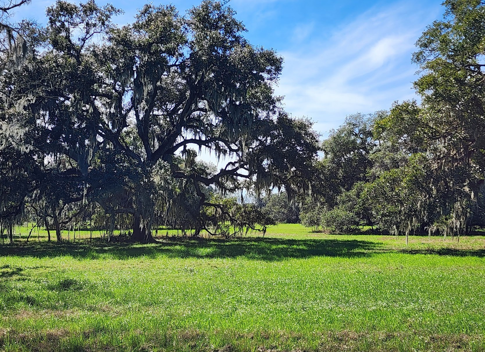 521 Barx Ranch Angleton, TX 77515 - Photo 4 of 14
