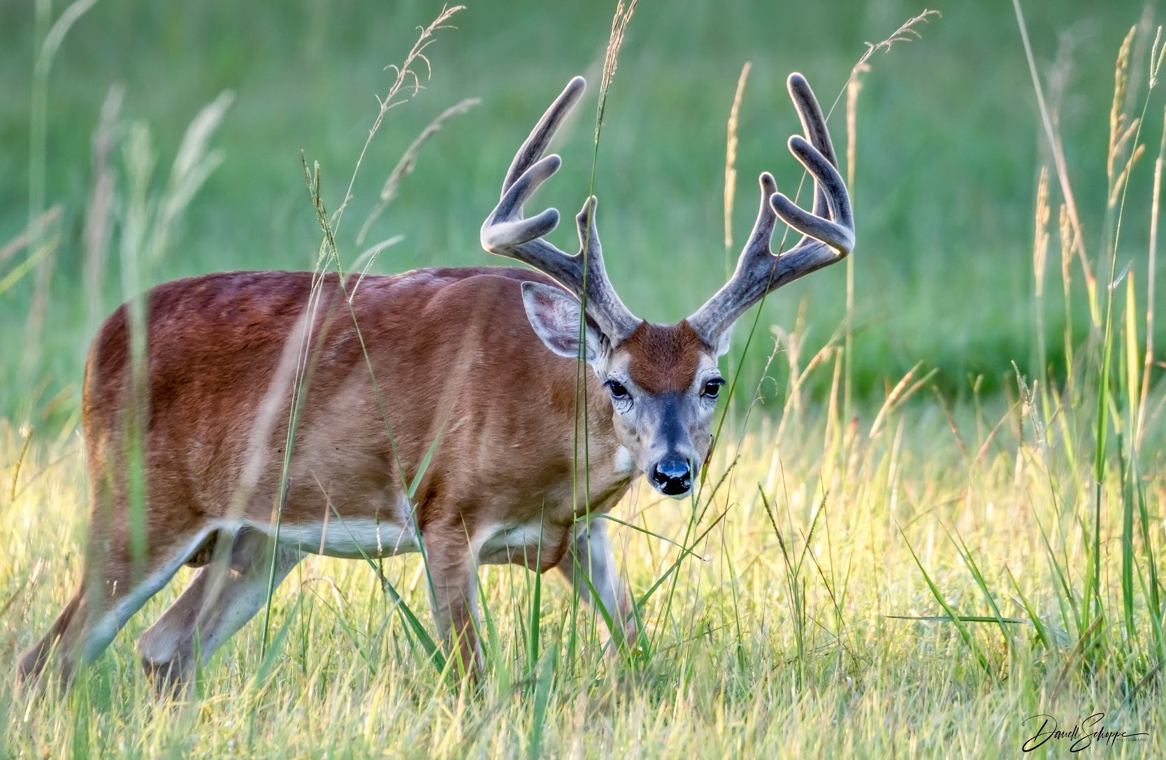 521 Barx Ranch Angleton, TX 77515 - Photo 5 of 14