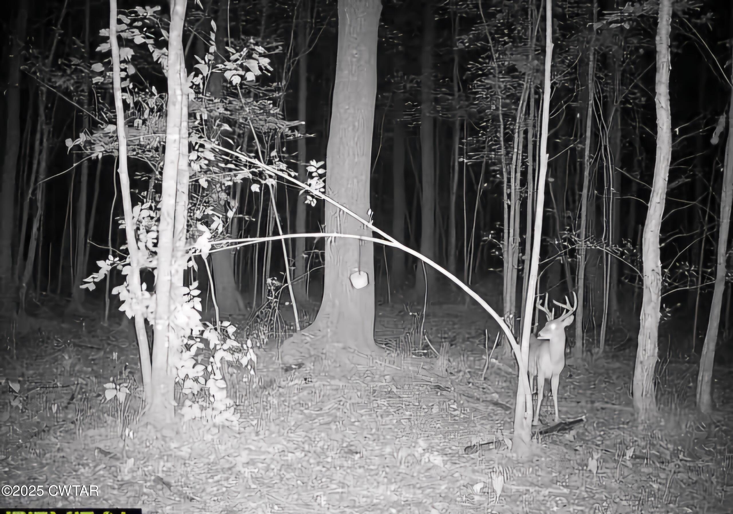 0 Daws Lane Cedar Grove, TN 38321 - Photo 2 of 7 a view of entryway