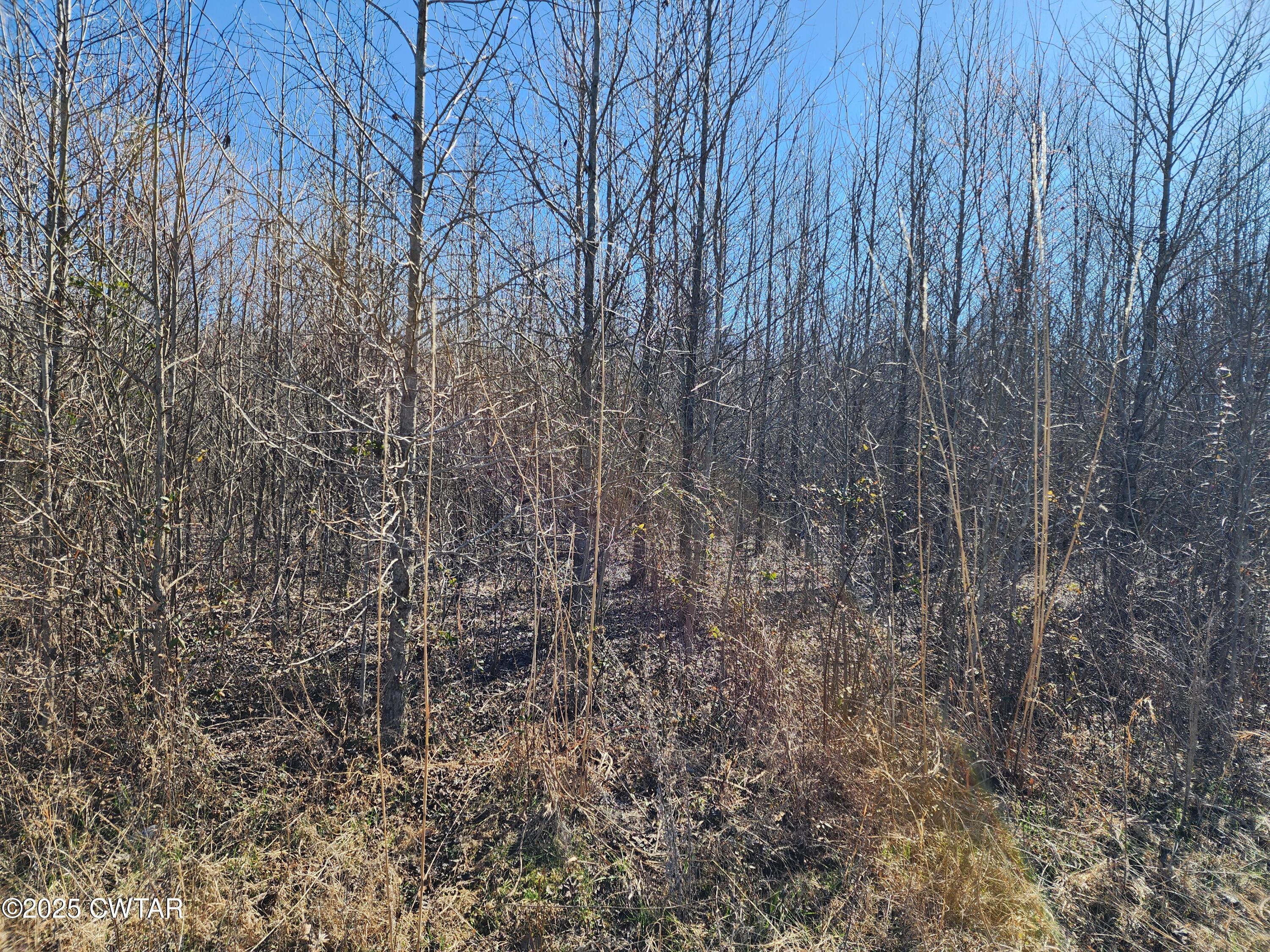 0 Daws Lane Cedar Grove, TN 38321 - Photo 4 of 7 a close up of a plant in a yard