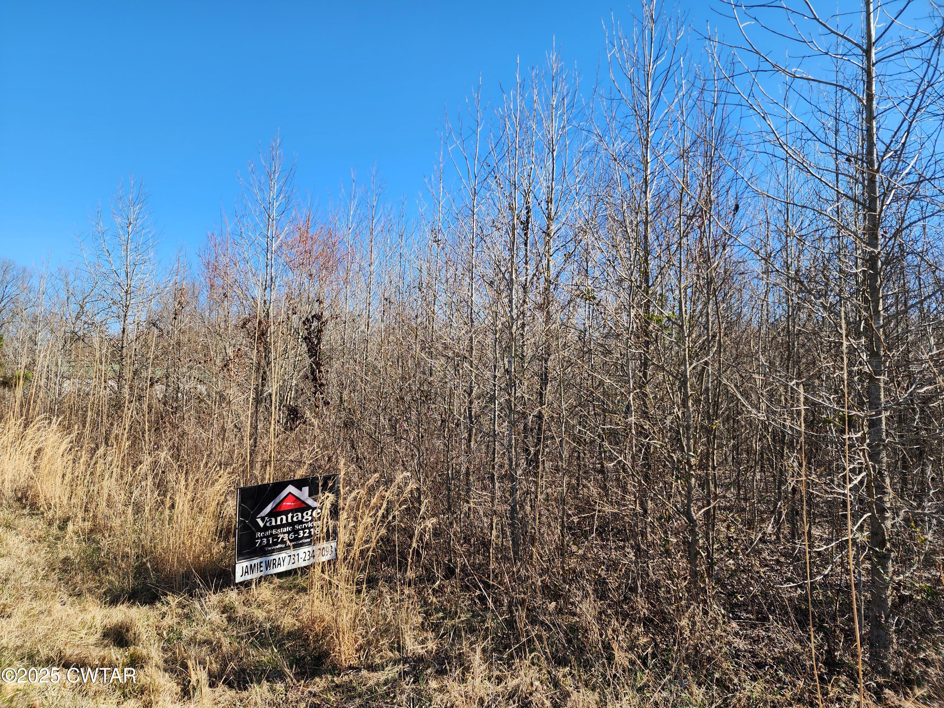 0 Daws Lane Cedar Grove, TN 38321 - Photo 5 of 7 a view of a tree with a yard