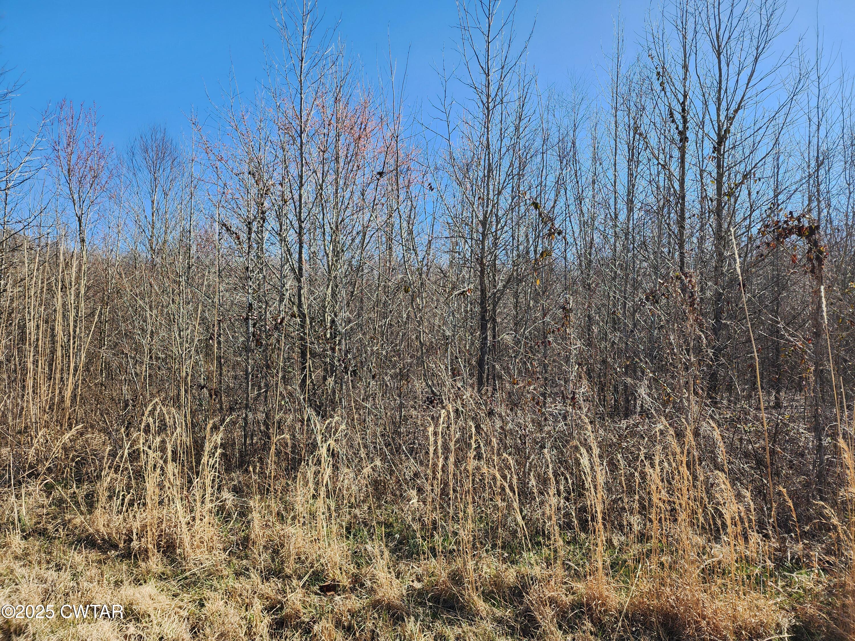 0 Daws Lane Cedar Grove, TN 38321 - Photo 7 of 7 a view of a dry yard