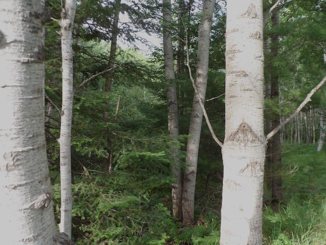 0 Mccollum Lake Road Curran, MI 48728 - Photo 9 of 10 Gallery Image 9