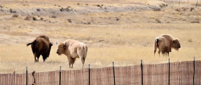 $125,000 | 0 Fuller Drive, Fairplay, CO 80440