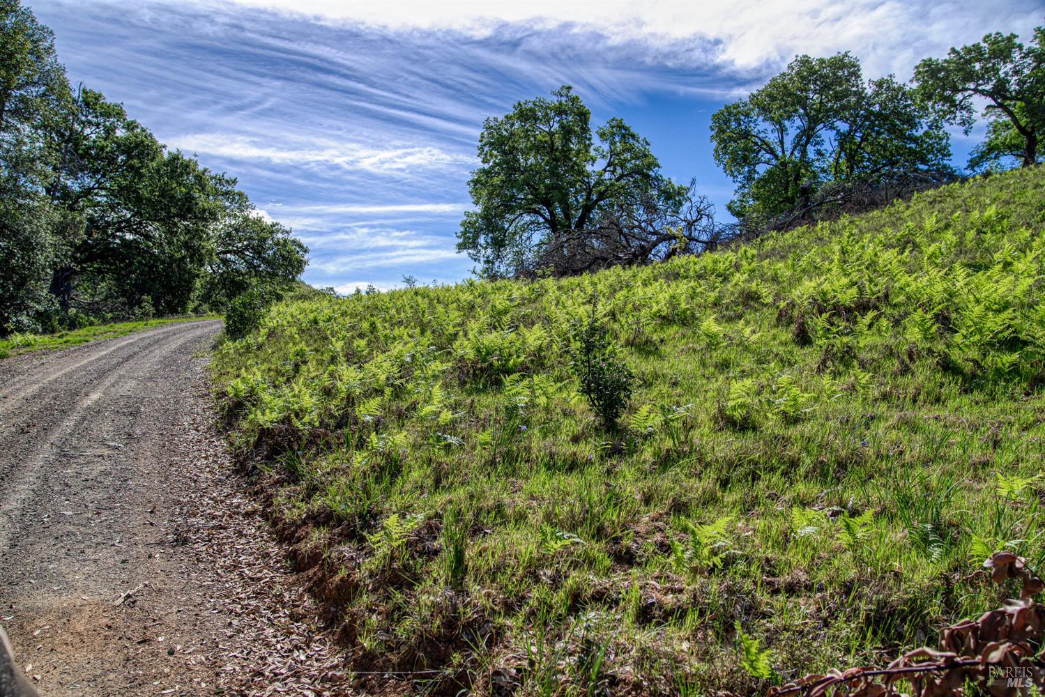12300 Skaggs Springs Road Geyserville, CA 95441 - Photo 10 of 68 Gentle rolling ridge and internal road. 35 miles from the Pacific Ocean brings a verdant influence.