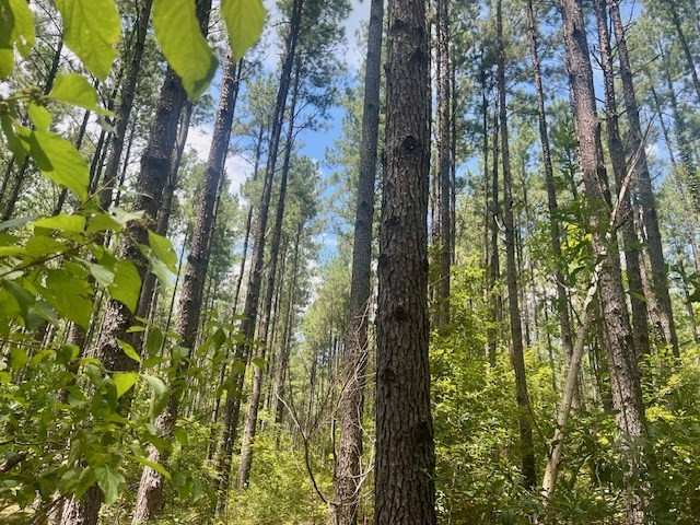 1162 B John Amacker Road Poplarville, MS 39470 - Photo 12 of 49 Photo 12