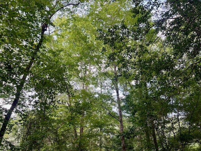 1162 B John Amacker Road Poplarville, MS 39470 - Photo 13 of 49 Photo 13