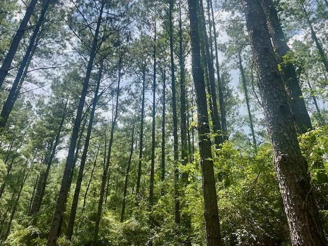 1162 B John Amacker Road Poplarville, MS 39470 - Photo 9 of 49 Photo 9