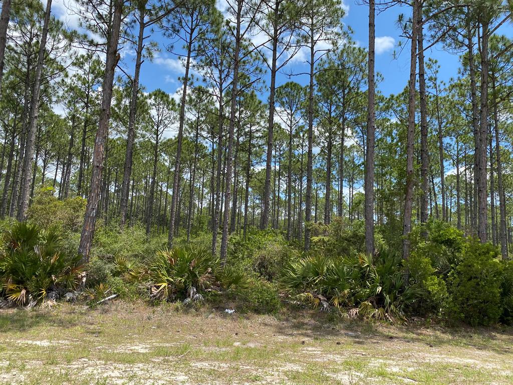 Lot 6 Jones Homestead Road Port St. Joe, FL 32456 - Photo 1 of 3