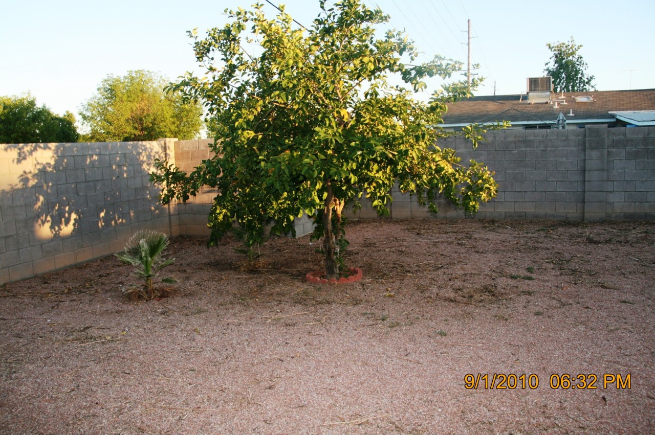 7101 West Osborn Road Phoenix, AZ 85033 - Photo 8 of 8 Yard with Fruit Trees