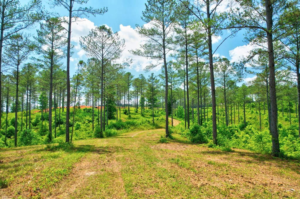 Lot 10 High River Road Ellijay, GA 30540 - Photo 2 of 31 Gallery Image 2