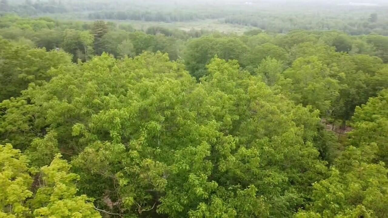 Map 8-lot Map 8-lot Stetson Road Levant, ME 04456 - Photo 12 of 13 dji_fly_20230613_093511_0_1686663311348_