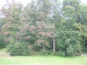 0 Preacher Laws Road, Unit 23 Afton, TN 37616 - Photo 2 of 2 Photo 2